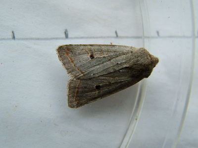 Red-line Quaker